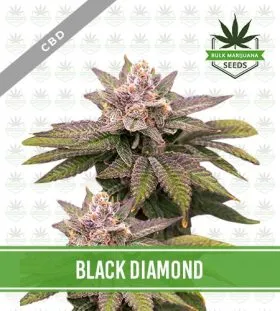 Black Diamond Strain CBD