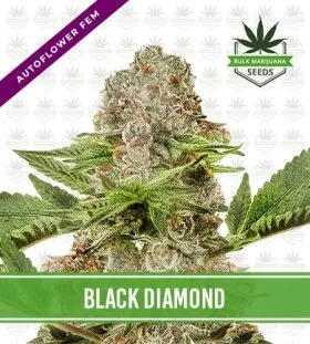 Black Diamond Strain Autoflowering