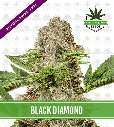 Black Diamond Strain Autoflowering