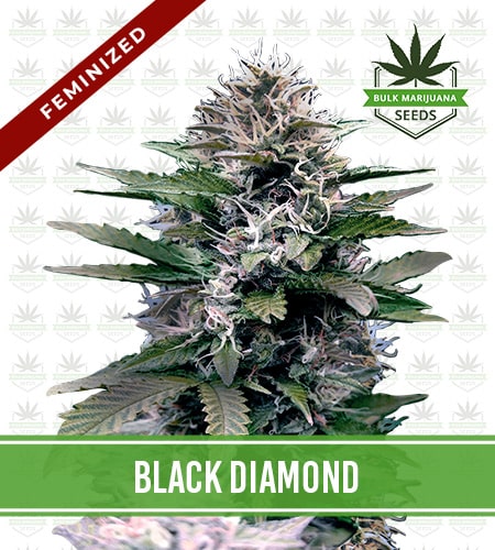 Black Diamond Strain Feminized