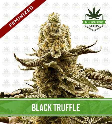 Black Truffle Strain Feminized