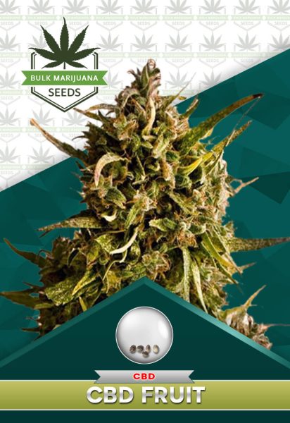 CBD Fruit Strain Feminized