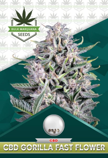CBD Gorilla Strain Fast Flower