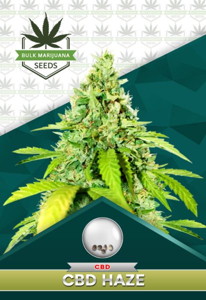 CBD Haze Strain