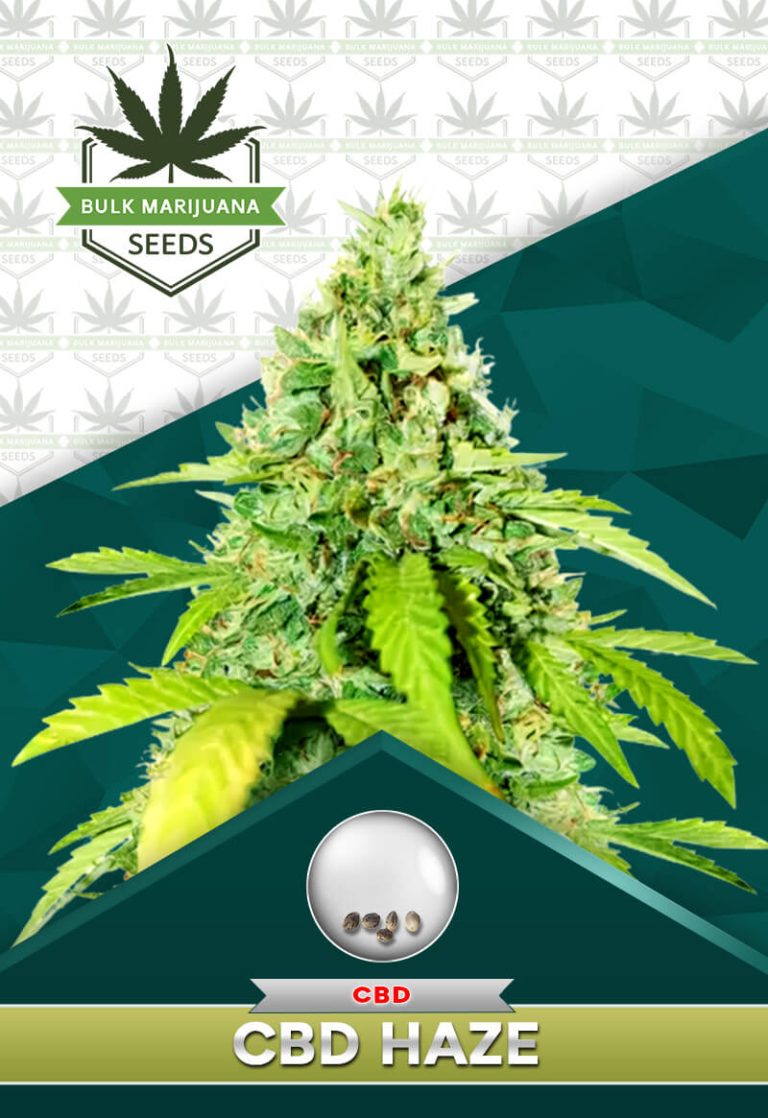 CBD Haze Strain