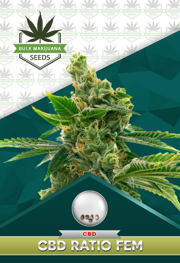 CBD Ratio Strain Feminized