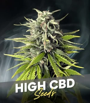 CBD SEEDS