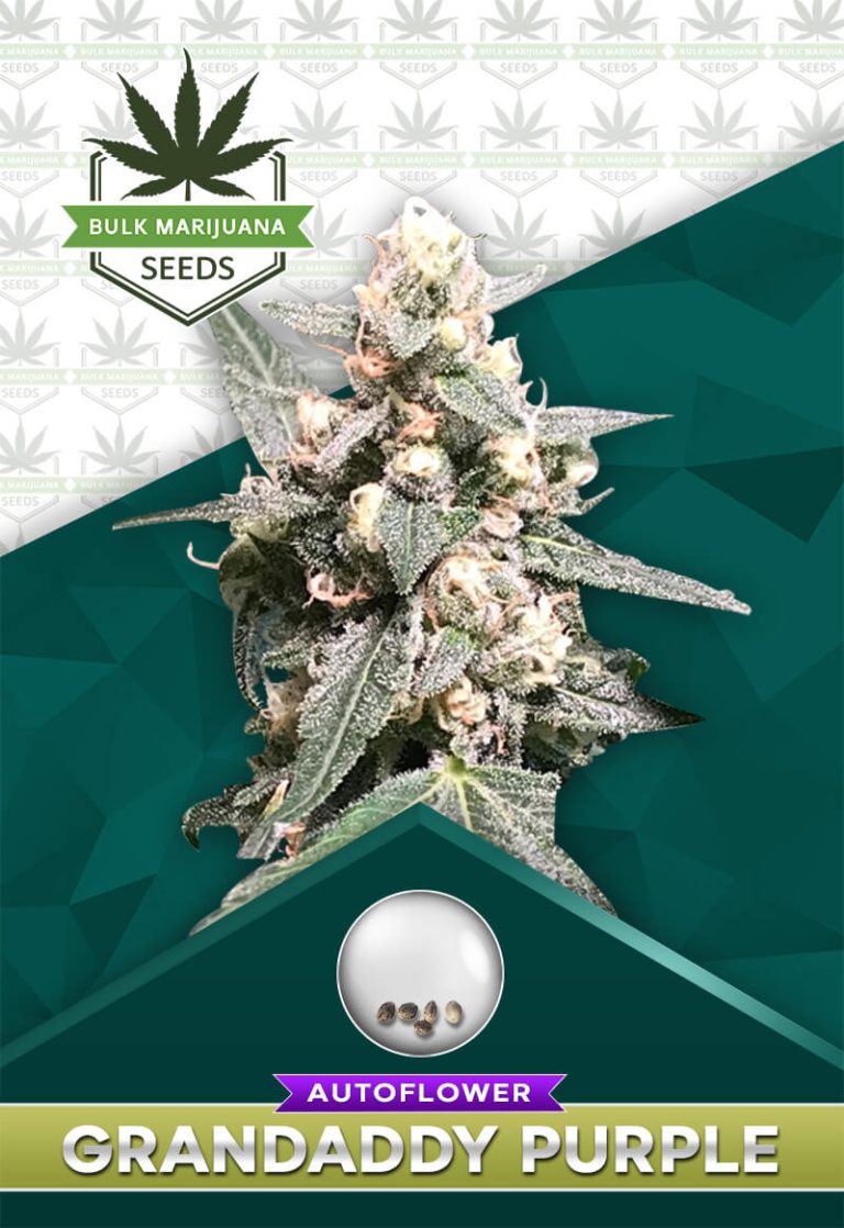 Grandaddy Purple Strain Autoflowering